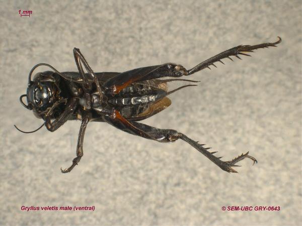 Photo of Gryllus veletis by Spencer Entomological Museum